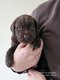 Magnifiques Chiots Labrador Noir et Chocolat