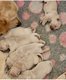 Magnifique Chiot Golden Retriever