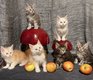 [New] Splendides chatons Maine Coon