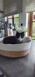 Chaton maine coon