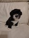 Chiot bichon havanais