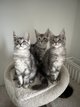 🐾 Chatons prêt à partir 🩶