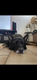 A donner Éros, chien très affectueux de 7 ans...
