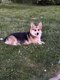 Welsh Corgi Pembroke tricolore