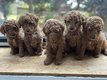 Chiots Caniche Royal fauve