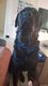 Rottweiler à donner
