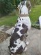 A donner femelle dogue Allemand de 18 mois