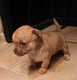 Chiots Chihuahua  a réserver