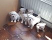 Chiots bichons superbes disponibles