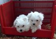 Adorables Chiots bichons  disponibles