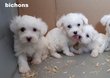 Bichons  adorable chiots  disponibles