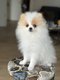 Loulou pomeranian spitz