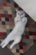British shorthair Silver Shaded