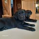 Femelles Labrador