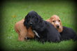 Chiots Cocker Spaniel Anglais