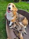 Bébés corgis de petite taille nés et élevés...