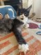 Maine coon polydactyle