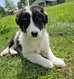 Chiots Berger australien