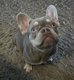Femelle bouledogue français