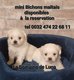 Bichon maltais nain