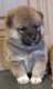 Shiba Inu