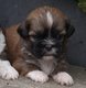 Magnifiques shih tzu