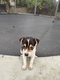 Mini jack Russell