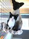 A donner, 2 chats orientaux