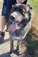 Berger Allemand croisé chien des Pyrénées