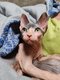 Adorables chatons Sphynx