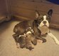 Portée Boston Terrier à vendre