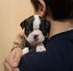 Portée Boston Terrier à vendre