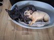 Bouledogue Français avec pedigree
