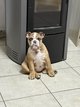 Petite bouledogues anglais au yeux bleus