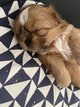 Chiots shih tzu