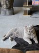 Chatons British shorthair