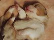 Chiots berger australien avec pedigree