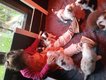Chiots berger australien avec pedigree