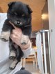 Chiots spitz mâle
