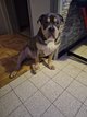 American bully XL
