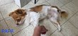 Chihuahua mâle de 1an et demi