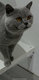 Superbe Mâle British shorthair Bleu (groupe...
