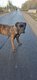 Cane corso 12 mois