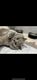 Magnifique Mâle British shorthair lilac (groupe...