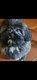 Lhassa apso nain