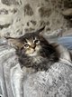 Très belle femelle Maine Coon
