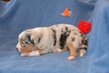 Chiots Berger Australien avec pedigree à vendre