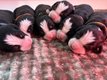 Chiots bouvier bernois