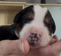 Chiots bouvier bernois