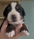 Chiots bouvier bernois